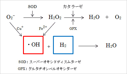 水素はヒドロキシラジカル（活性酸素）に対してのラジカルスカベンジャー役を果たす。
